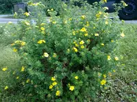 fuenfingerstrauch120820101302.webp