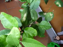 P1100950.webp