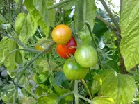 tomaten120820101303.webp