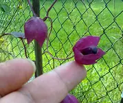 rosenkleid12081020.webp