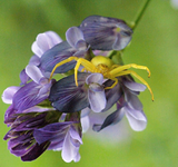 P8118576gelbeSpinnemitBlte.webp