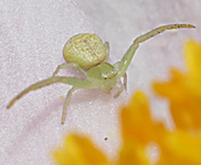SpinneMnnchen.webp