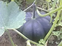 DC100812002.webp