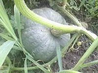 DC100812003.webp