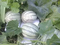 DC100812004.webp