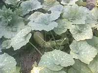 DC100812007.webp