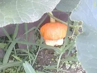 DC100812008.webp