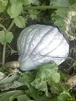 DC100812009.webp