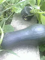 DC100812010.webp