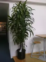 CIMG0392.webp