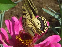 CIMG0590.webp
