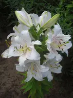 CIMG0584.webp