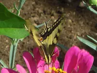 CIMG0591.webp