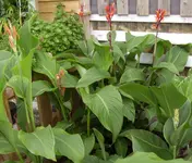 Canna-Beet, 12.08.10.webp