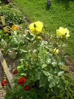 JD500058.webp