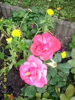 JD500137.webp