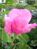 JD500293.webp
