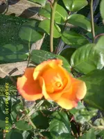 JD500434.webp