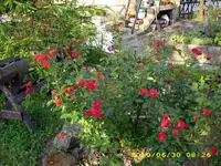 JD500437.webp