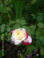 JD500478.webp
