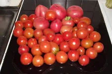 Garten 004.webp