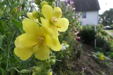 HeimAug 10-31.webp