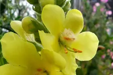 HeimAug 10-29.webp