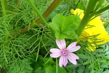 HeimAug 10-80.webp