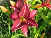 IMG_sil.graham x _1024x768.webp