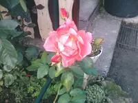 Westerlandrose blüht - 07.08.2010.webp