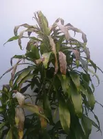 CIMG0399.webp