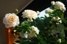 Nachblüte CM.webp