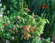 23 Knospen Nostalgie.webp