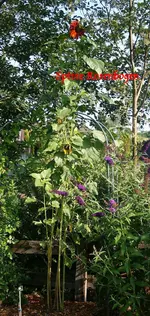 Riesen-Sonnenblume rot.webp