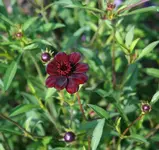 Schokoladenblume.webp