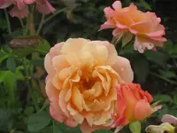 029.webp