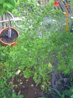 PICT0013.webp