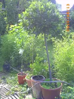 PICT0008.webp