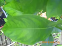 PICT0005.webp