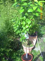 PICT0004.webp