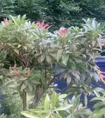 Pflanze 1.webp