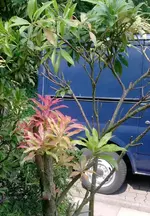Pflanze 3.webp