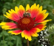 SDC11814.webp