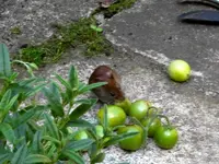 freche Maus1.webp
