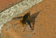 hummelschweberbombyliusma9yt.webp