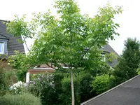 CIMG0947.webp