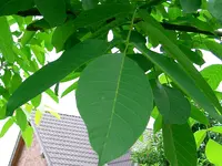 CIMG0949.webp