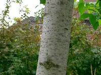 CIMG0954.webp