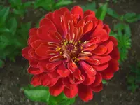 CIMG0637.webp