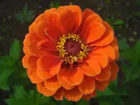 CIMG0638.webp
